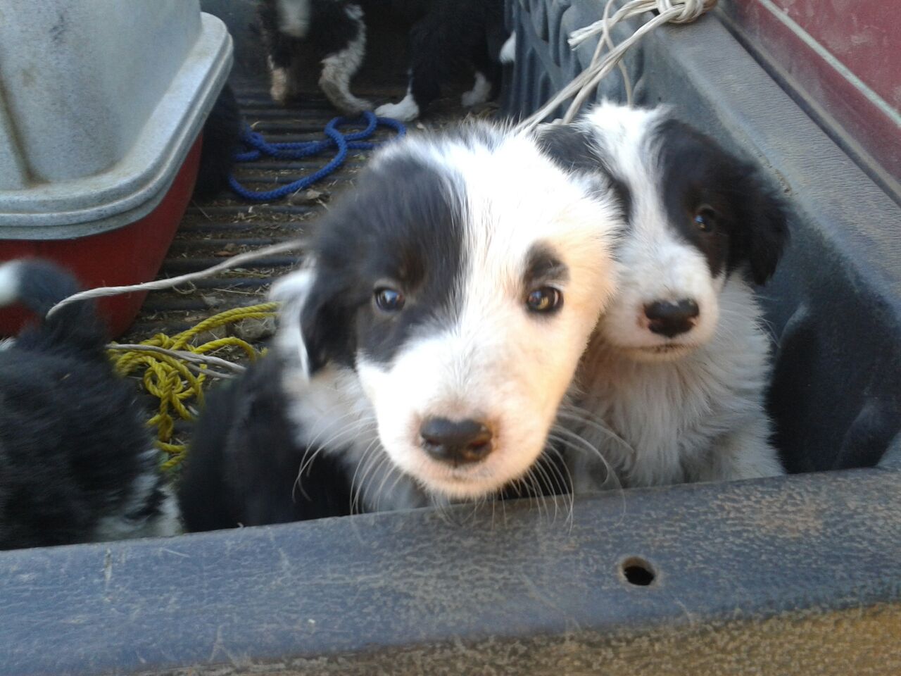 valp Border collie